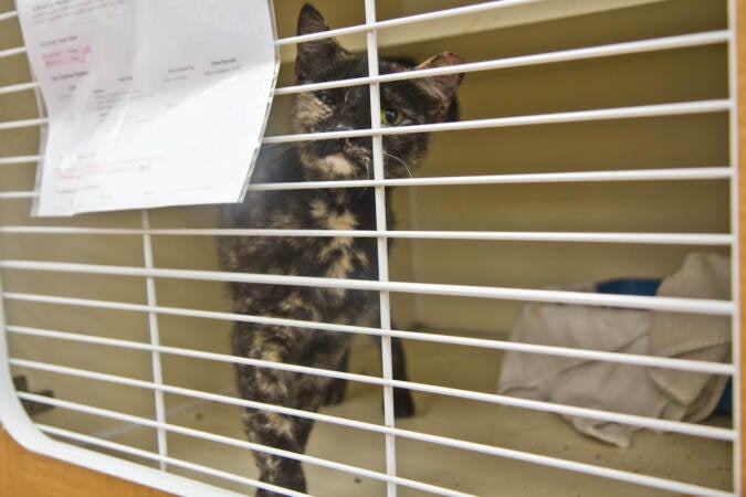 Musical Juniper Breeze expresses herself right on pitch at PAWS adoption center in Old City, Philadelphia. (Kimberly Paynter/WHYY)