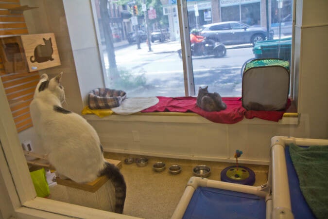 Bonded pair Leela and Fry enjoy the action outside the window at PAWS adoption center in Old City, Philadelphia. (Kimberly Paynter/WHYY)