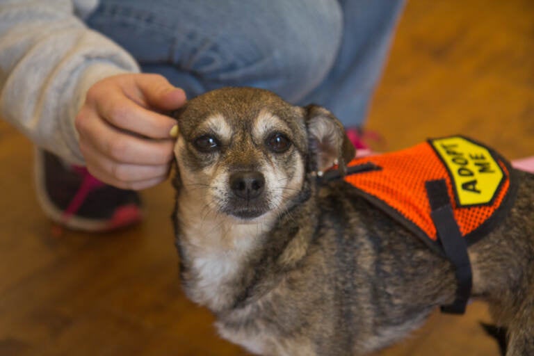 Sweet Aunt Fern relishes affection and returns the love at PAWS adoption center in Old City, Philadelphia. (Kimberly Paynter/WHYY)