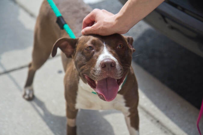 Pit-mix Destiny gets some much-deserved love on a short walk around Northern Liberties in Philadelphia. (Kimberly Paynter/WHYY)