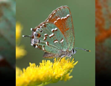 A close-up of a beautiful iridescent green and brown butterfly perched on a yellow flower.