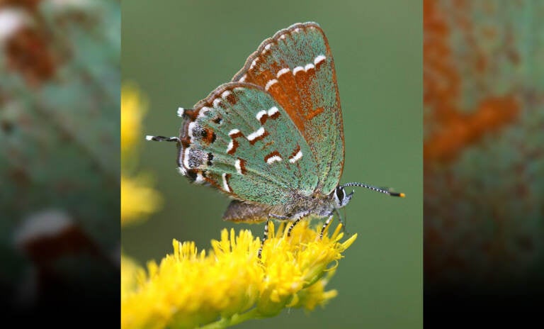 A close-up of a beautiful iridescent green and brown butterfly perched on a yellow flower.