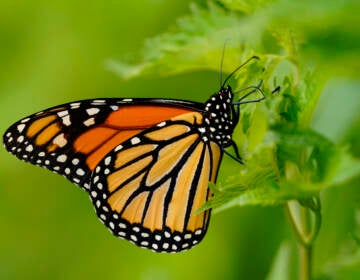 The monarch butterfly species is one of thousands which states have flagged for conservation, but have limited resources to support. (Matt Slocum/AP)