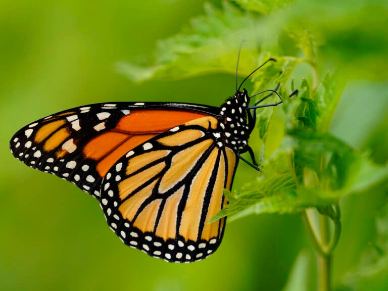 The monarch butterfly species is one of thousands which states have flagged for conservation, but have limited resources to support. (Matt Slocum/AP)
