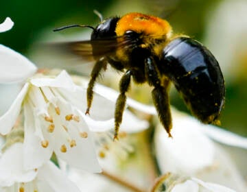 A bee looks for nectar in a blossom