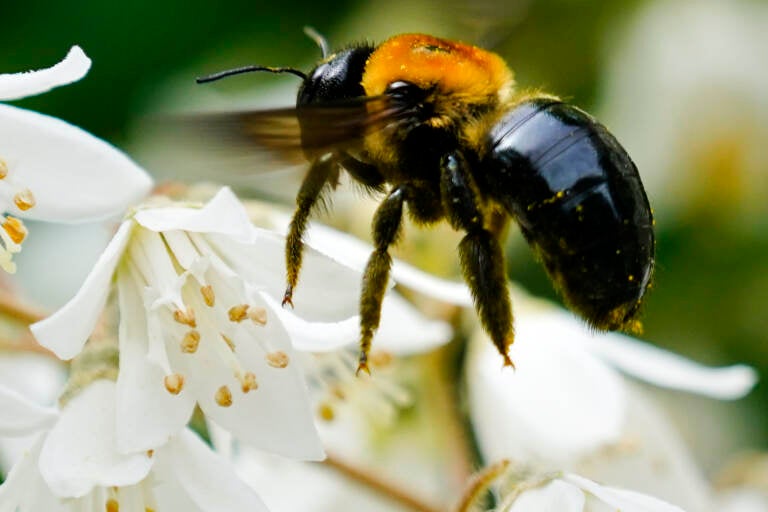 A bee looks for nectar in a blossom