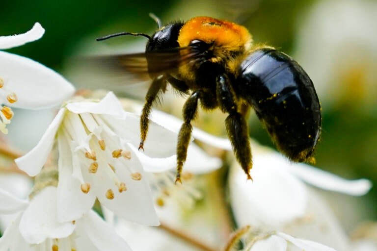 Pennsylvania Daily Life A bee looks for nectar in a blossom