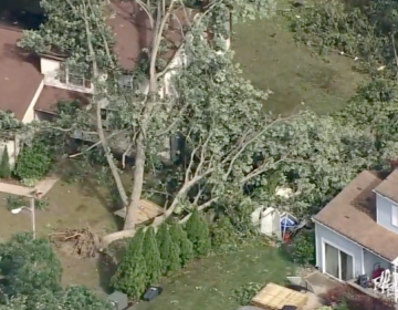 Strong storms toppled trees in Gloucester Twp. (6abc)