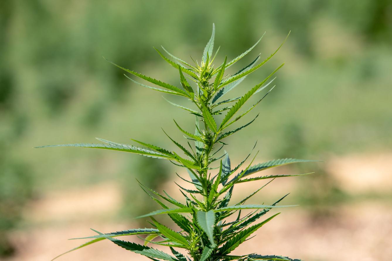 Legal but unregulated hemp derivative delta-8 thrives in Pa.'s thorny marijuana landscape - Vimarsana News