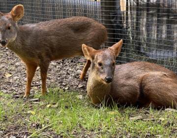 Brandywine Zoo's male southern pudu, Haechan, has died. (Delaware DNREC)