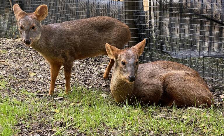 Brandywine Zoo's male southern pudu, Haechan, has died. (Delaware DNREC)
