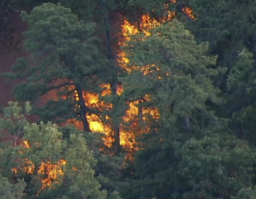 Ruling out natural causes, officials are investigating an illegal campfire in a remote area of Wharton State Forest as the potential spark. (6abc)
