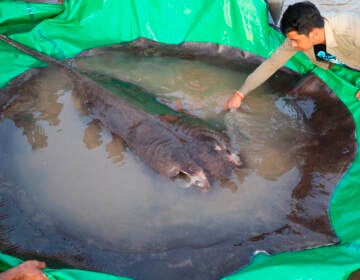 A person touches a giant stingray, the world's largest freshwater fish that was found in Cambodia.