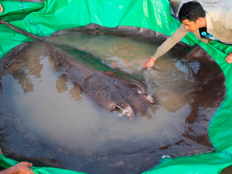 A person touches a giant stingray, the world's largest freshwater fish that was found in Cambodia.