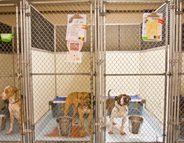 Dogs are seen inside their kennels at ACCT Philly.