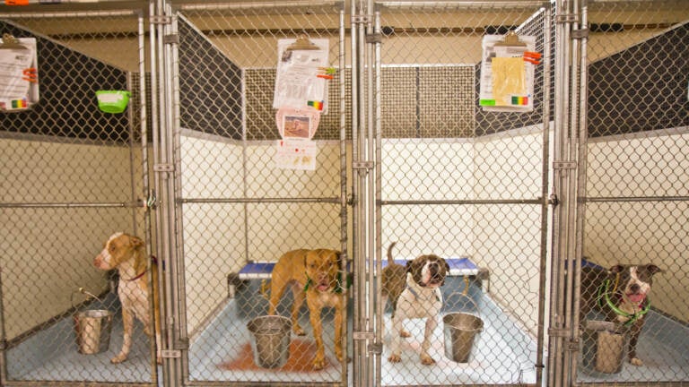 Dogs are seen inside their kennels at ACCT Philly.