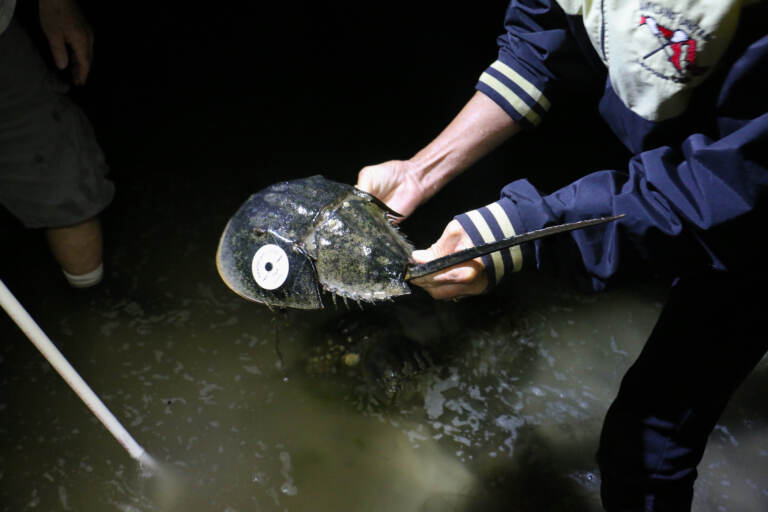 Volunteer Karen Longo holds a tagged horseshoe crab during a population survey at James Farm Eclological Preserve in Ocean View, Del. (Emma Lee/WHYY)