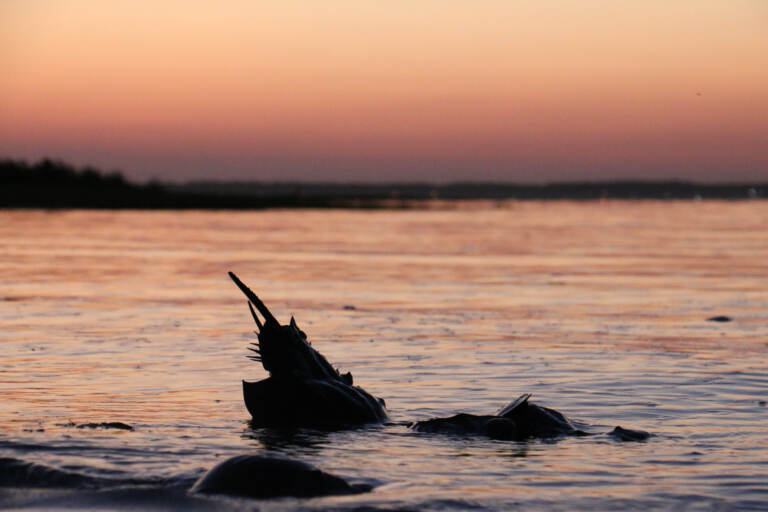 Horseshoe crabs spawn along the shore of the Indian River Inlet at James Farm Ecological Preserve in Ocean View, Delaware.