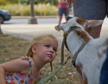 Three-year-old Eloise Nacey is transfixed by Ivy, one of Philly Goat Project’s stars, at Shakespeare Park in Philadelphia on July 27, 2022. (Kimberly Paynter/WHYY)