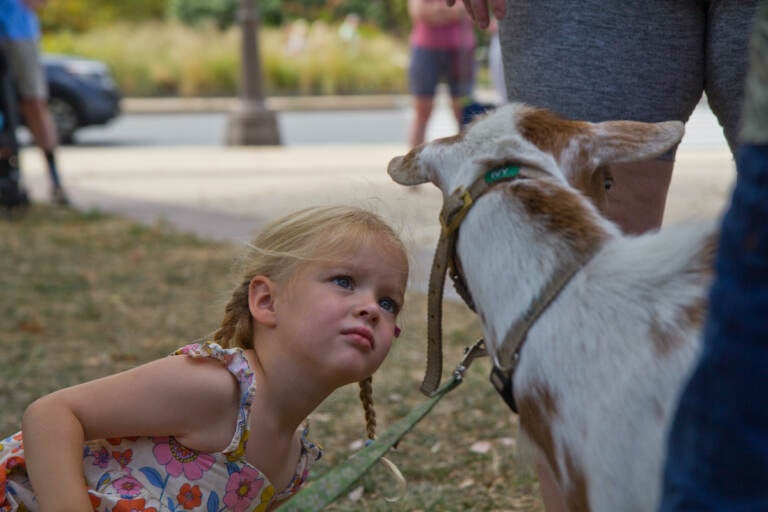 Three-year-old Eloise Nacey is transfixed by Ivy, one of Philly Goat Project’s stars, at Shakespeare Park in Philadelphia on July 27, 2022. (Kimberly Paynter/WHYY)