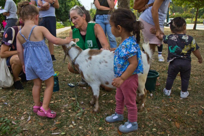 Young children were introduced to Philly Goat Project’s Ivy and learned that goats have four stomachs, at Shakespeare Park in Philadelphia on July 27, 2022. (Kimberly Paynter/WHYY)