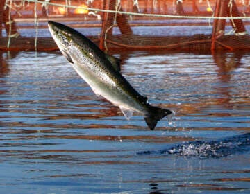 FILE - In this Oct. 11, 2008 file photo, an Atlantic salmon leaps out of the water at a Cooke Aquaculture farm pen near Eastport, Maine. (AP Photo/Robert F. Bukaty, File)