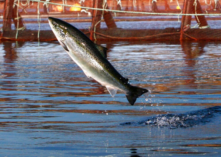 FILE - In this Oct. 11, 2008 file photo, an Atlantic salmon leaps out of the water at a Cooke Aquaculture farm pen near Eastport, Maine. (AP Photo/Robert F. Bukaty, File)