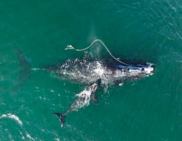 This Dec. 2, 2021, photo provided by the Georgia Department of Natural Resources shows an endangered North Atlantic right whale entangled in fishing rope being sighted with a newborn calf in waters near Cumberland Island, Ga. (Georgia Department of Natural Resources/NOAA Permit #20556 via AP)