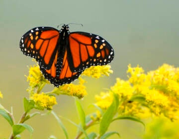 A monarch butterfly perches on a flower.
