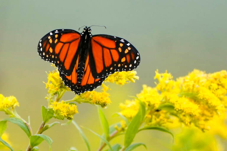 A monarch butterfly perches on a flower.