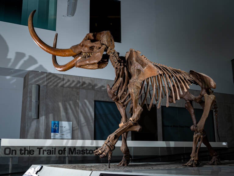 A cast of the Buesching mastodon at the University of Michigan. (Eric Bronson/Michigan Photography)