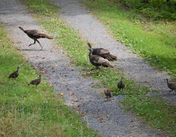 In this July 2022 photo, two wild turkey hens chase away another hen from their brood. Walt Bingaman, a retired National Wild Turkey Federation regional director from Pennsylvania, reported the brood flock as part of the Pennsylvania Game Commission's annual wild turkey survey. (Walt Bingaman)