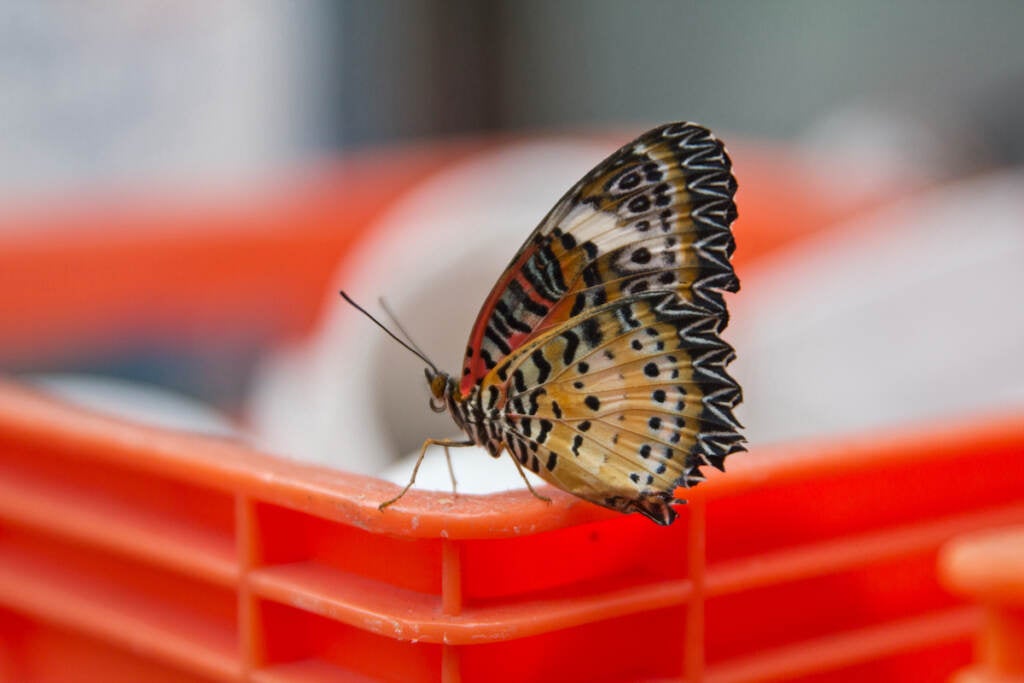 A butterfly lands on a piece of plastic.