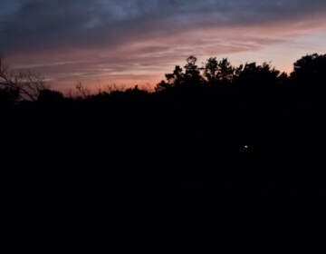 The first flashes of fireflies emerge from marshlands along the Rehoboth Bay shortly after sunset.