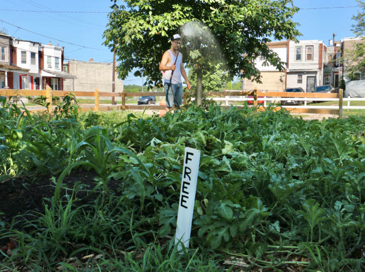 Farm manager Benjamin Miller waters the garden at 61st and Reinhard streets in Southwest Philadelphia. (Emma Lee/WHYY)
