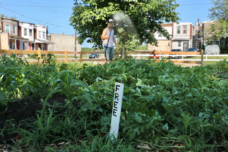 Farm manager Benjamin Miller waters the garden at 61st and Reinhard streets in Southwest Philadelphia. (Emma Lee/WHYY)