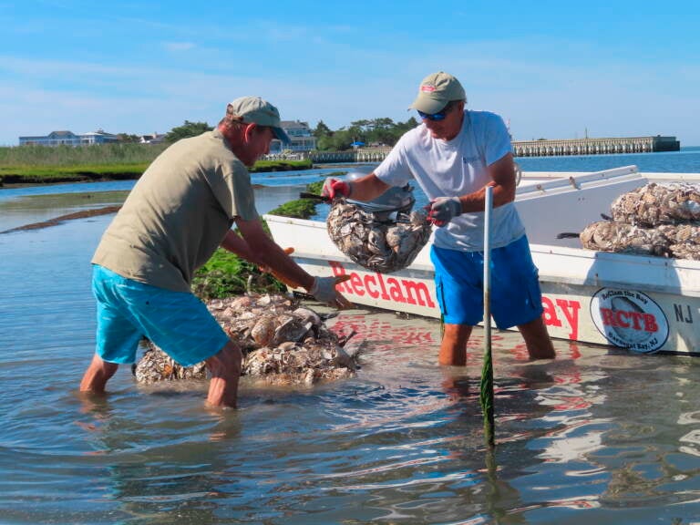 Workers place bags of shells containing baby oysters into the water in Beach Haven, N.J. on Aug. 19, 2022 as part of a project to stabilize the shoreline by establishing oyster colonies to blunt the force of incoming waves. (AP Photo/Wayne Parry)