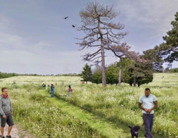 Renderings of the planned wetlands at FDR Park. (City of Philadelphia)