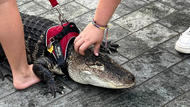 Wally the alligator receives a pet