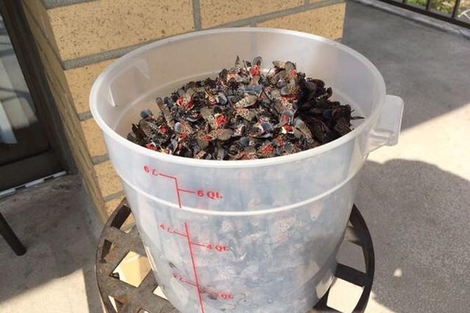 A bucket of dead spotted lanternflies