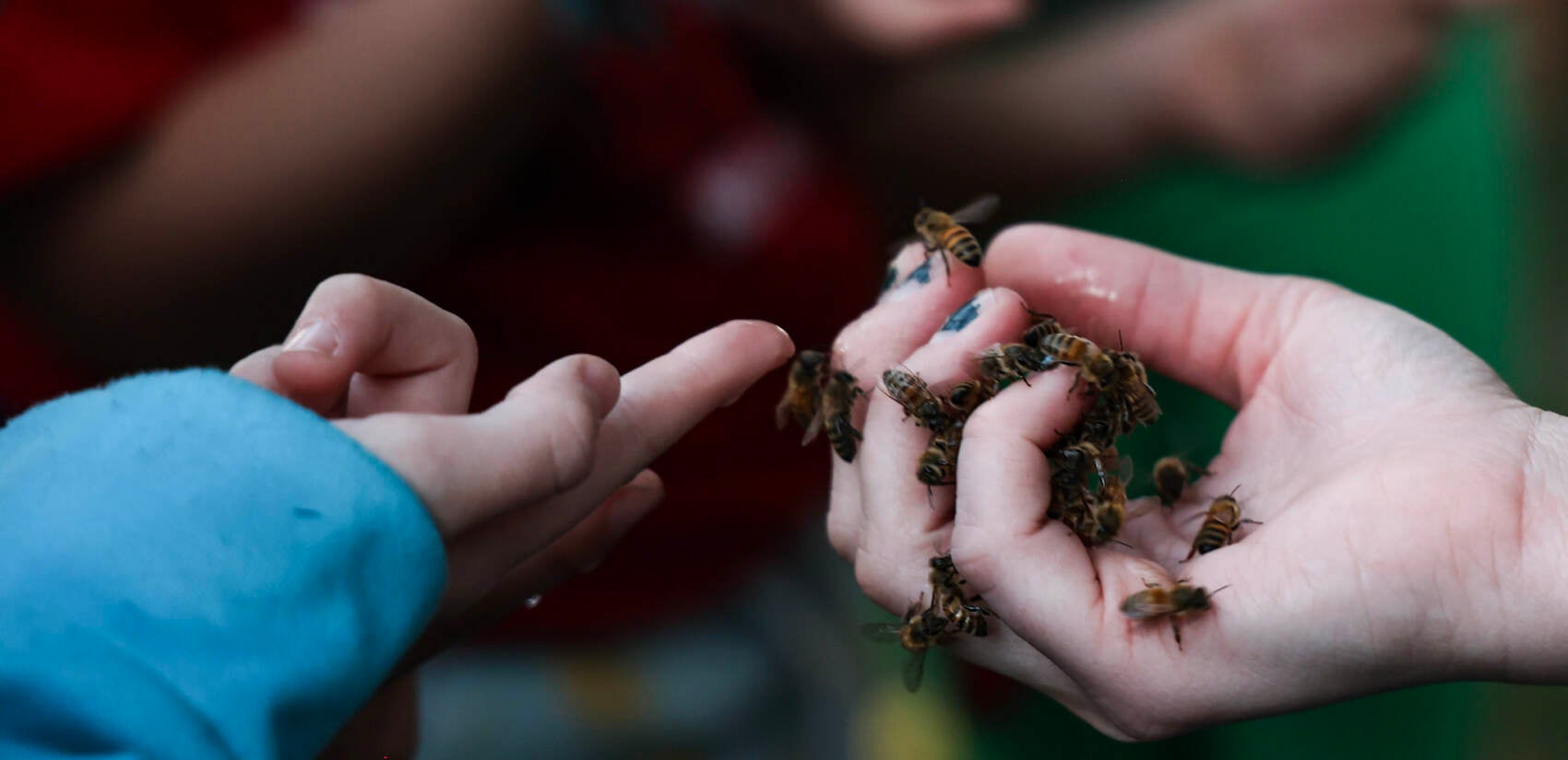 Children at the Philadelphia Honey Festival feed honey bees sugar water. (Kimberly Paynter/WHYY)