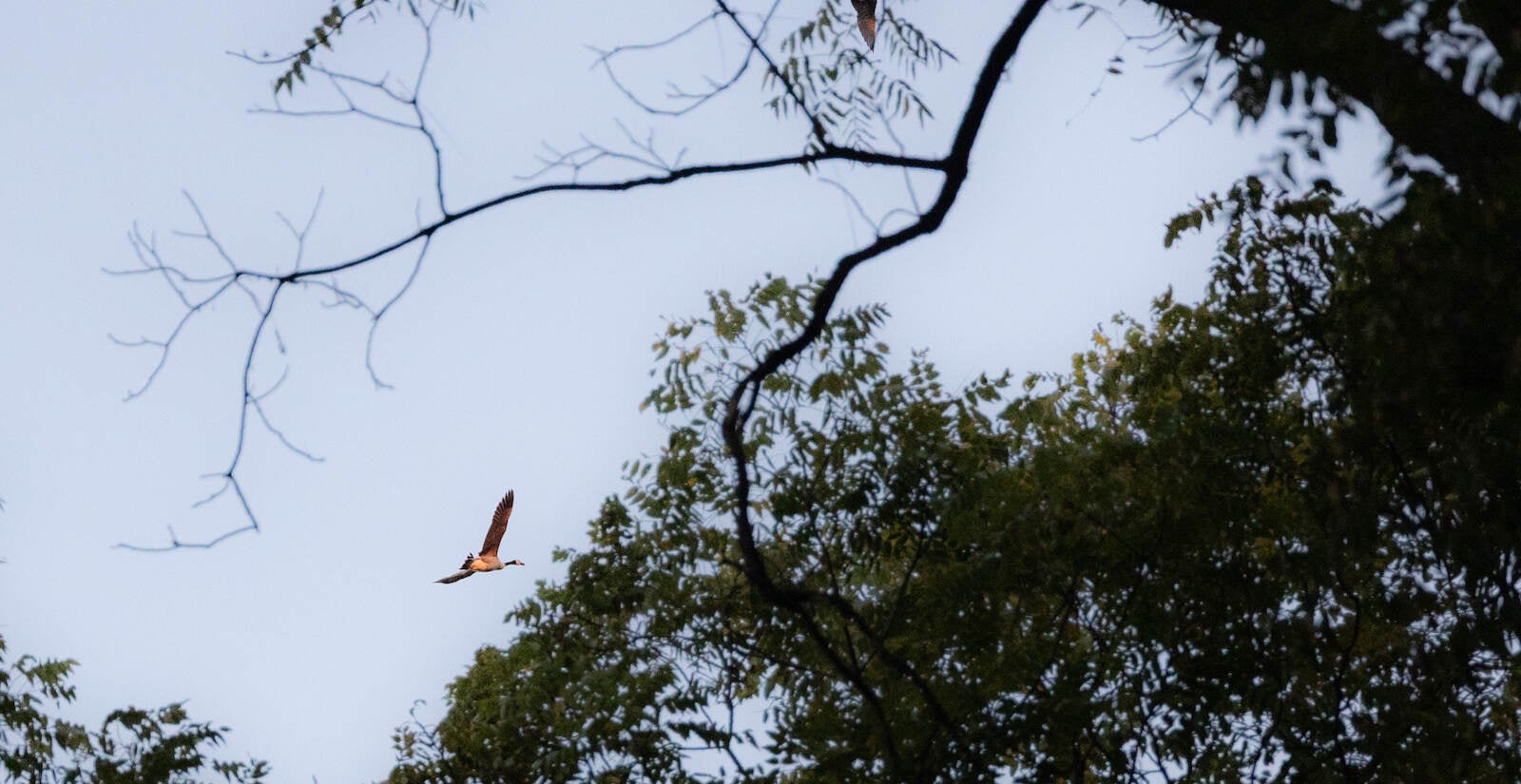 A Canada goose glows in the sunset as it soars over the newly designated Big Elk Creek State Park in Chester County, Pa.