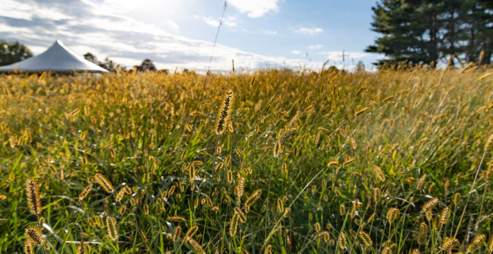 Foxtail grass, an introduced species in North America, now prevalent in meadows all over the world, lights up around the Fair Hill trail in the newly designated Elk Creek State Park. (Kimberly Paynter/WHYY)