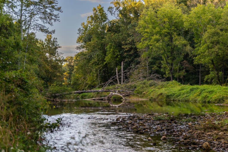 3 miles of the Big Elk Creek, which feeds into the Chesapeake Bay at the Elk River, is part of the newly designate Big Elk Creek State Park in Chester County, Pa. (Kimberly Paynter/WHYY)