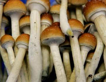 FILE - in this Aug. 3, 2007, file photo magic mushrooms (AP Photo/Peter Dejong, File)