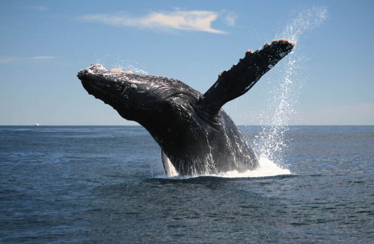 Adult Humpback Whale breaching of the Coast of Cabo San Lucas on 15 February 2009.
** Note: Slight blurriness, best at smaller sizes