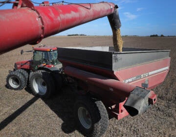 Soybeans pour from a combine during harvest in a field in Rippey, Iowa, in 2019.
(Joe Raedle/Getty Images)