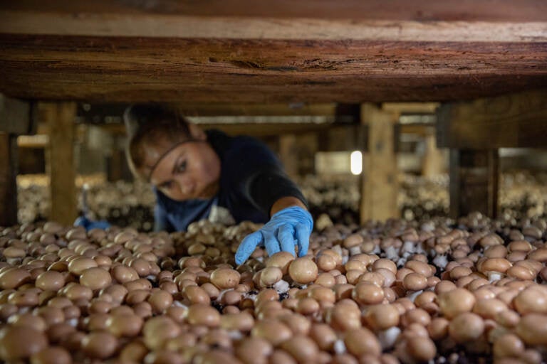 A person reaches for mushrooms on a shelf.