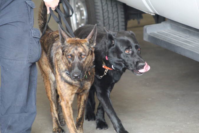 Task Force dogs get ready for the trip to South Carolina on Sep. 28, 2022. (Cory Sharber/WHYY)