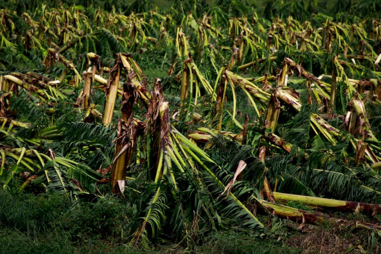 A close-up of plantain crops damaged by Hurricane Fiona.